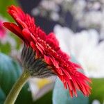 Gerbera spp. Arall