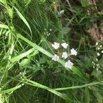Oenanthe lachenalii Fleur