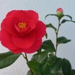 Camellia japonica Flor