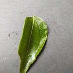 Ziziphus jujuba Leaf