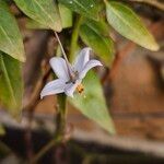 Solanum laxum Blüte