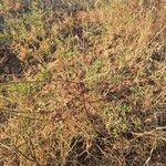 Indigofera arrecta Folha