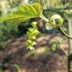 Acer pensylvanicum Λουλούδι