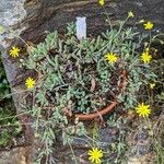 Crassothonna capensis Habit