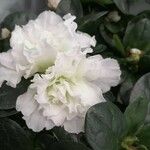 Azalea alabamensis Floare
