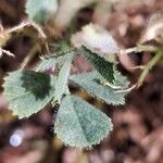 Medicago truncatula Blatt