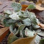 Kalanchoe rhombopilosa Hàbitat