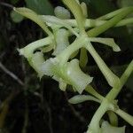 Epidendrum chlorocorymbos Vili