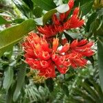 Alberta magna Flor