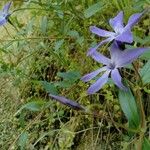 Vinca herbacea Květ