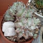 Euphorbia polygonaBlad