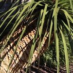 Dasylirion acrotrichum Bark