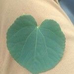 Cercidiphyllum japonicum Leaf