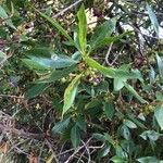 Myoporum laetum 葉