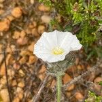 Convolvulus lanuginosus Flower