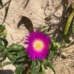 Carpobrotus glaucescens Kukka