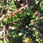 Cotoneaster procumbens ഇല