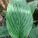 Curcuma longa Blad