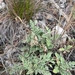 Scabiosa turolensis Foglia