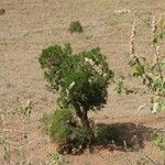Juniperus procera Levél
