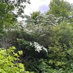 Cornus kousa Natur