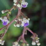 Vitex madiensis Flor