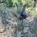 Salvia mellifera Foglia