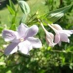 Jasminum beesianum Квітка