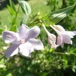 Jasminum beesianum Blüte