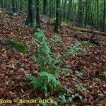 Dryopteris remota Pokrój