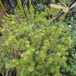 Melaleuca brongniartii Хабит