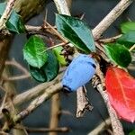 Berberis verruculosa Fruit