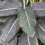 Dieffenbachia oerstedii Hoja