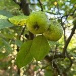 Malus sylvestrisFruit