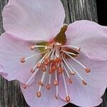 Prunus amygdalus Flor