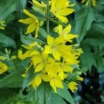 Lysimachia punctata Λουλούδι