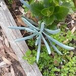 Dudleya densiflora Hoja
