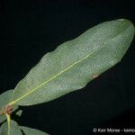 Quercus engelmannii Leaf