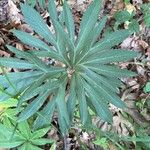 Helleborus viridis 葉