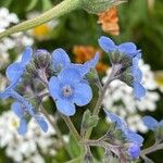 Cynoglossum amabile Λουλούδι