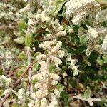 Ouret lanata Flor