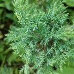 Juniperus chinensisLeaf