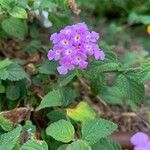 Lantana montevidensisBlomst