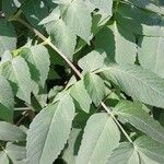 Dahlia imperialis Hoja