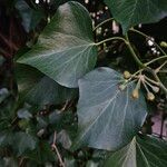 Hedera colchica Foglia