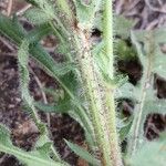 Crepis foetida Cortiza