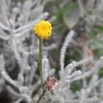 Santolina insularis Flower