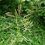 Bromus inermis Fruit