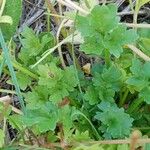 Ranunculus sardous Folla