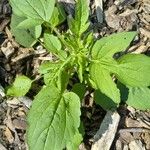 Rudbeckia trilobaLeaf